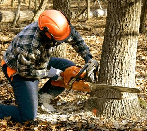 Tree Removal in Pocola, OK
